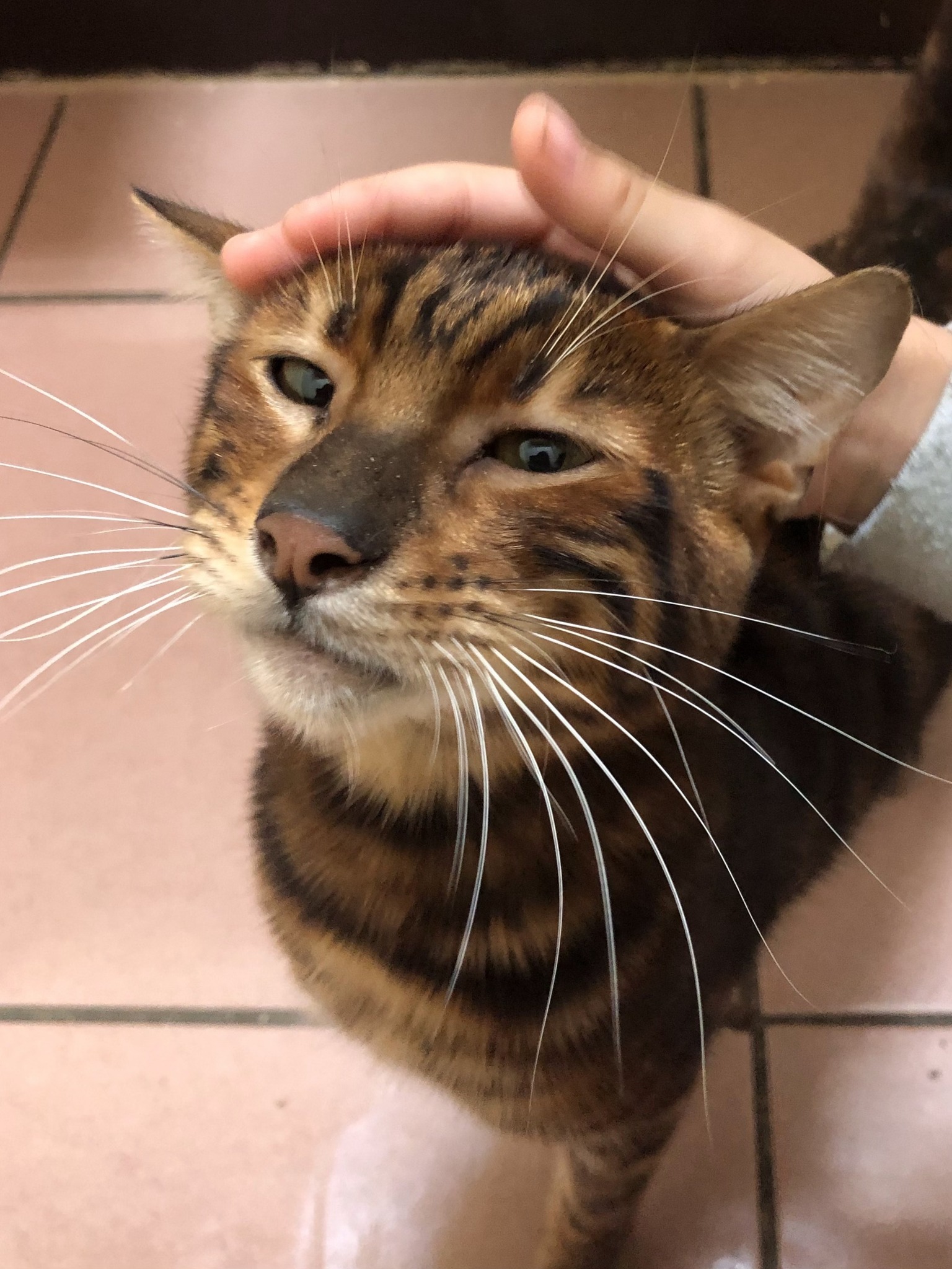 Cat 6